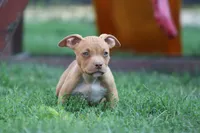 Ronnie , a male American Bully for sale in Chicago, IL – 2 of 10