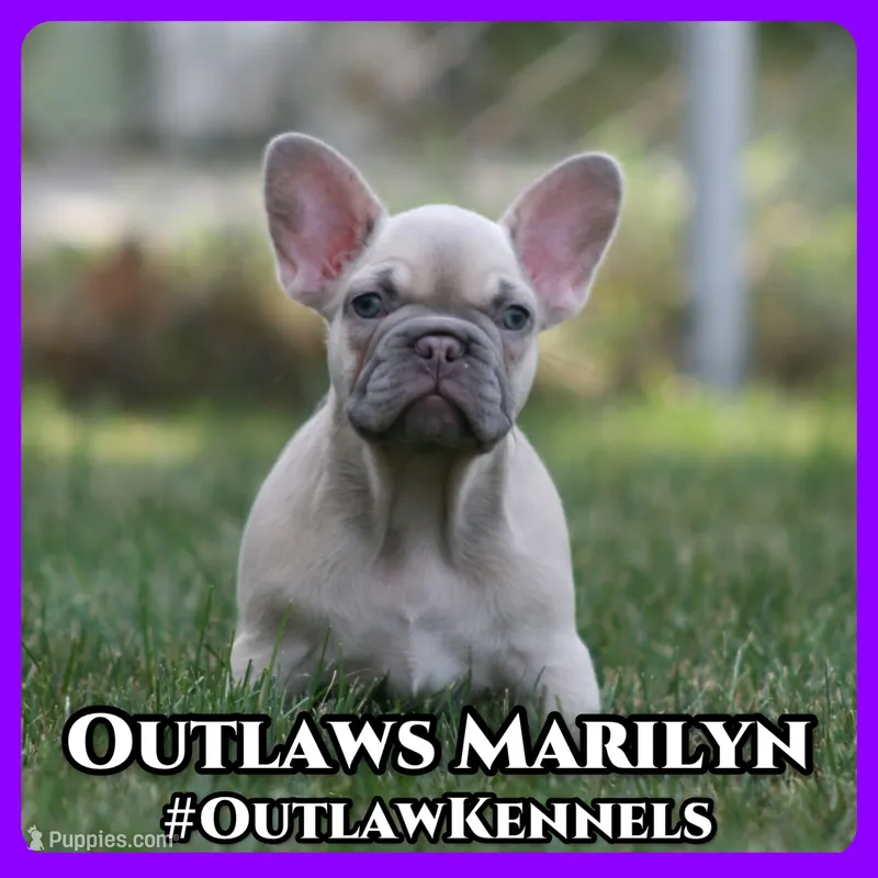 Marilyn  – French Bulldog puppy for sale in Chicago, IL