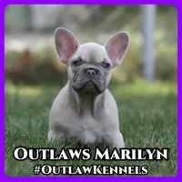 Marilyn , a female French Bulldog for sale in Chicago, IL – 1 of 10