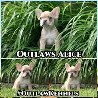 Alice, a female French Bulldog for sale in Chicago, IL – 3 of 9