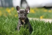 Barry, a male French Bulldog for sale in Chicago, IL – 3 of 9