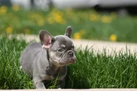 Gary, a male French Bulldog for sale in Chicago, IL – 5 of 10