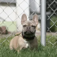 Mongo, a male French Bulldog for sale in Chicago, IL – 10 of 10