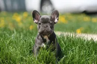 Barry, a male French Bulldog for sale in Chicago, IL – 2 of 9