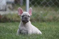 Macho, a male French Bulldog for sale in Chicago, IL – 6 of 10