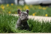 Jerry, a male French Bulldog for sale in Chicago, IL – 7 of 10