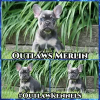 Merlin, a male French Bulldog for sale in Chicago, IL – 6 of 9