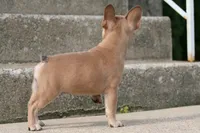 Alice, a female French Bulldog for sale in Chicago, IL – 5 of 9