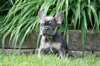Merlin, a male French Bulldog for sale in Chicago, IL – 7 of 9