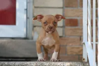 Ronnie , a male American Bully for sale in Chicago, IL – 6 of 6