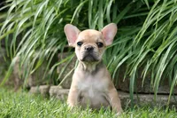 Cinderella, a female French Bulldog for sale in Chicago, IL – 7 of 10