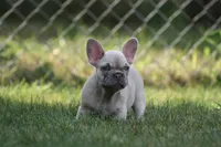 Marilyn , a female French Bulldog for sale in Chicago, IL – 6 of 10