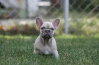 Marilyn , a female French Bulldog for sale in Chicago, IL – 8 of 10