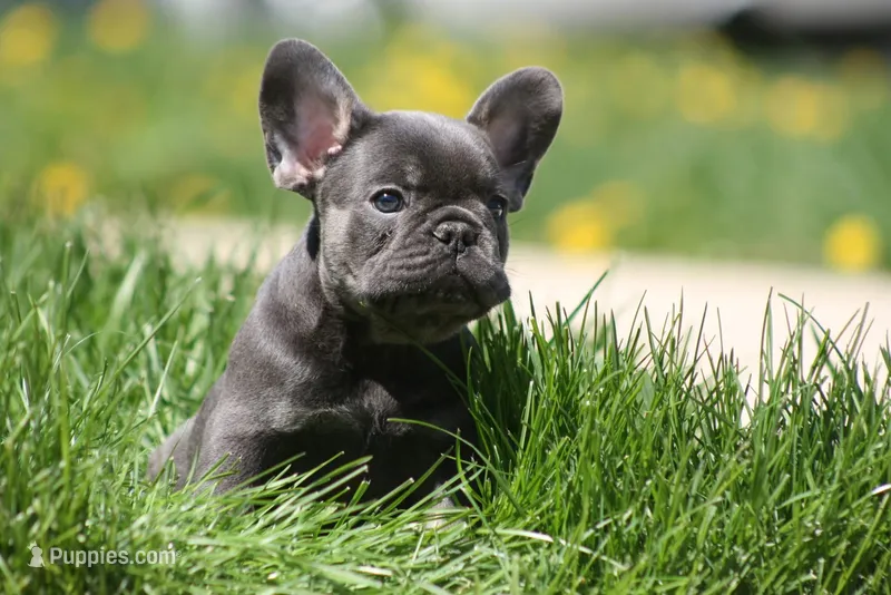 Harry – French Bulldog puppy for sale in Chicago, IL
