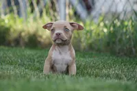 Kylie, a female American Bully for sale in Chicago, IL – 3 of 9