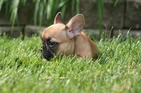 Belle, a female French Bulldog for sale in Chicago, IL – 6 of 6