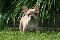 Alice, a female French Bulldog for sale in Chicago, IL – 2 of 9