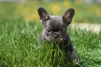 Harry, a male French Bulldog for sale in Chicago, IL – 7 of 10