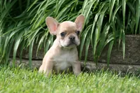 Alice, a female French Bulldog for sale in Chicago, IL – 8 of 9