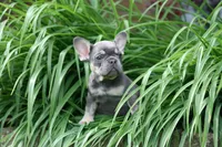 Rapunzel, a female French Bulldog for sale in Chicago, IL – 2 of 10