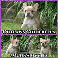 Cinderella, a female French Bulldog for sale in Chicago, IL – 4 of 10
