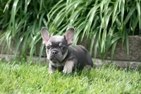 Rapunzel, a female French Bulldog for sale in Chicago, IL – 8 of 10