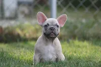 Mongo, a male French Bulldog for sale in Chicago, IL – 8 of 10