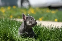 Jerry, a male French Bulldog for sale in Chicago, IL – 8 of 10