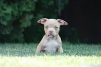 Kylie, a female American Bully for sale in Chicago, IL – 5 of 9