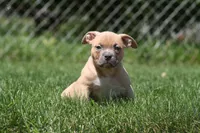 Cain, a male American Bully for sale in Chicago, IL – 3 of 8