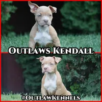 Kendall, a female American Bully for sale in Chicago, IL – 9 of 9