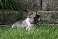 Chip, a male French Bulldog for sale in Chicago, IL – 5 of 10