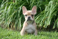 Alice, a female French Bulldog for sale in Chicago, IL – 1 of 9