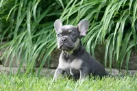 Merlin, a male French Bulldog for sale in Chicago, IL – 8 of 9