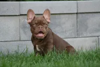 Red Sonya , a female French Bulldog for sale in Chicago, IL – 5 of 5