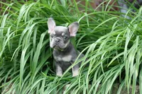 Rapunzel, a female French Bulldog for sale in Chicago, IL – 6 of 10