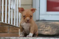 Reggie, a male American Bully for sale in Chicago, IL – 2 of 6