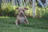 Kylie, a female American Bully for sale in Chicago, IL – 7 of 9