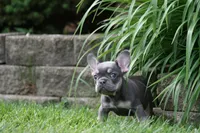 Rapunzel, a female French Bulldog for sale in Chicago, IL – 3 of 10