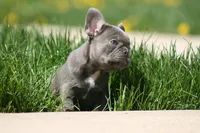 Larry, a male French Bulldog for sale in Chicago, IL – 5 of 10