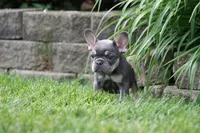 Rapunzel, a female French Bulldog for sale in Chicago, IL – 10 of 10