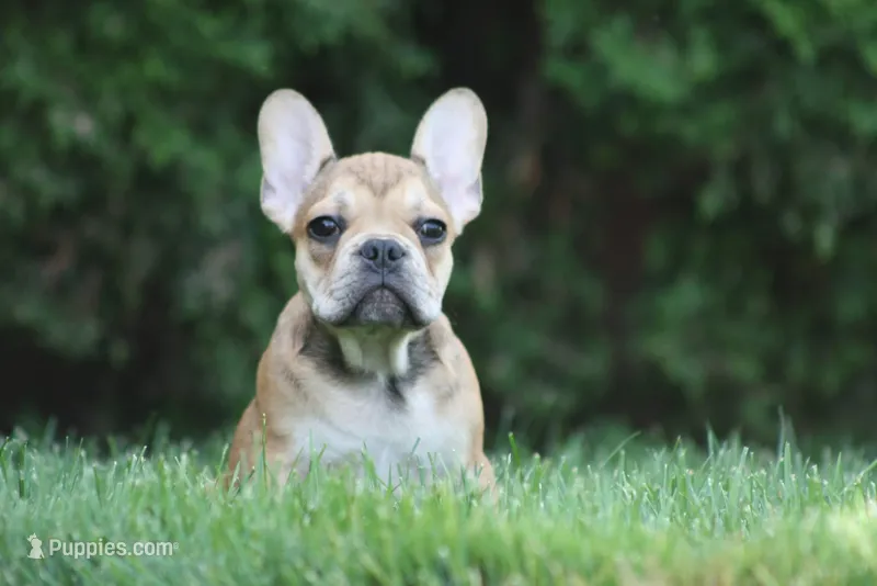 Cinderella – French Bulldog puppy for sale in Chicago, IL