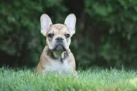 Cinderella, a female French Bulldog for sale in Chicago, IL – 1 of 8