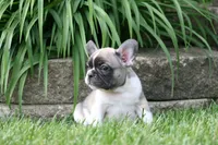 Chip, a male French Bulldog for sale in Chicago, IL – 3 of 10