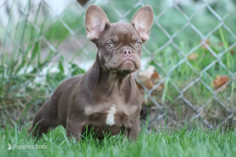 Red Sonya , a female French Bulldog for sale in Chicago, IL – 1 of 5