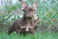 Red Sonya , a female French Bulldog for sale in Chicago, IL – 1 of 5