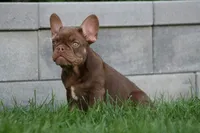 Red Sonya , a female French Bulldog for sale in Chicago, IL – 3 of 5