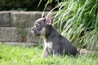 Merlin, a male French Bulldog for sale in Chicago, IL – 3 of 9