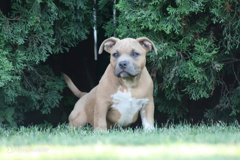 Cain – American Bully puppy for sale in Chicago, IL