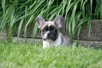 Chip, a male French Bulldog for sale in Chicago, IL – 8 of 10